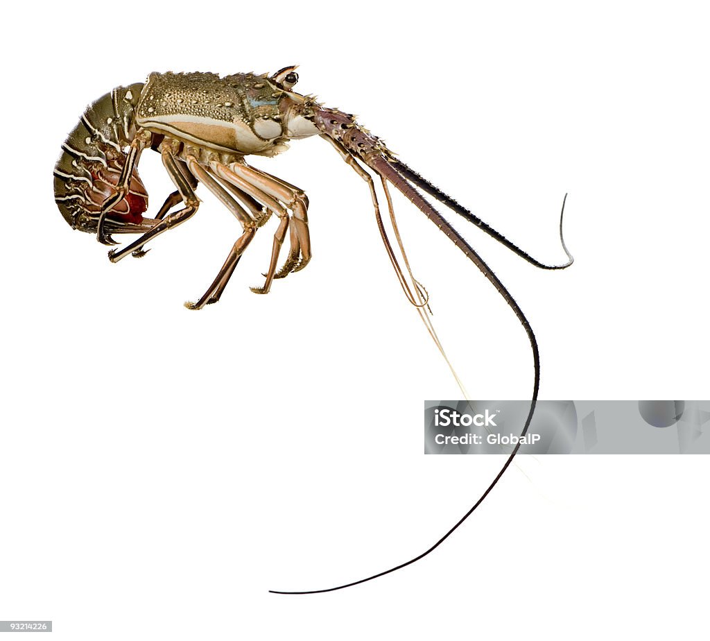 Spiny lobster - Palinuridae  Spiny Lobster Stock Photo