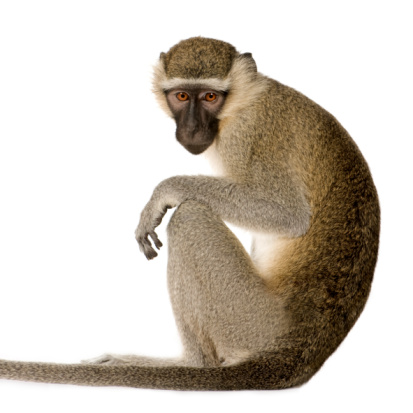 A young woman is sitting on a wooden bench as a female macaque balances on her outstretched arm. The macaque is eating corn from her hand.