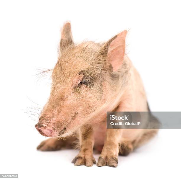 Ferkel Stockfoto und mehr Bilder von Schwein - Schwein, Sitzen, Ferkel