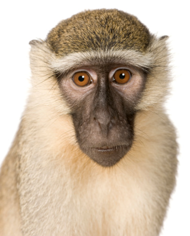 Mono verde-Chlorocebus pygerythrus photo