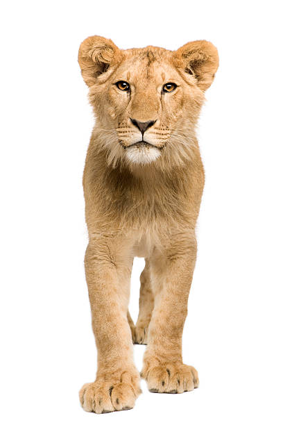 Lion Cub Stock Photo - Download Image Now - White Background, Lion -  Feline, Lion Cub - iStock