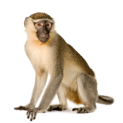 A portrait of a cute Dusky Leaf Monkey. These monkeys have striking white rings around their eyes and a clown like appearance. They live in tropical rainforests in Malaysia, Thailand and Myanmar