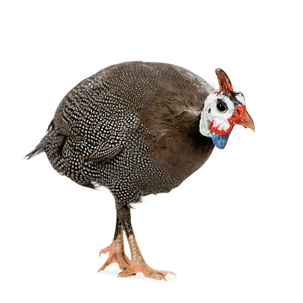 istock Dull colored helmeted Guinea fowl 93214272