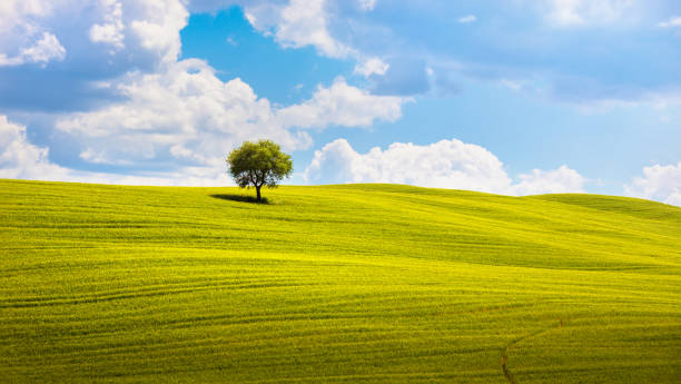 istock Tuscany, olive tree and green fields. Montalcino Orcia, Italy. 932142740