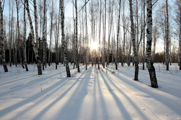 istock a beam of sunset in a birch forest in winter 932142742