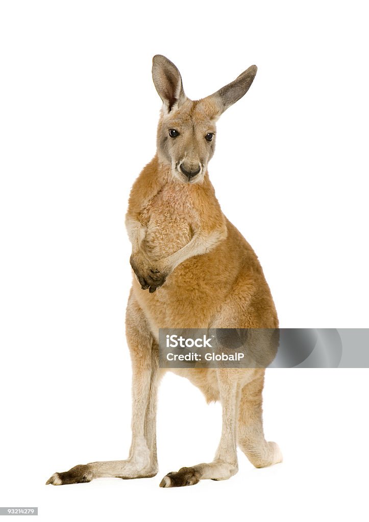 Giovane Canguro rosso (9 mesi)-Macropus rufus - Foto stock royalty-free di Canguro Giovane Canguro rosso (9 mesi)-Macropus rufus - Foto stock royalty-free di Canguro