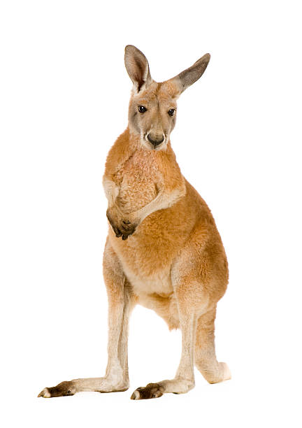 Young red kangaroo (9 months) - Macropus rufus  kangaroo stock pictures, royalty-free photos & images