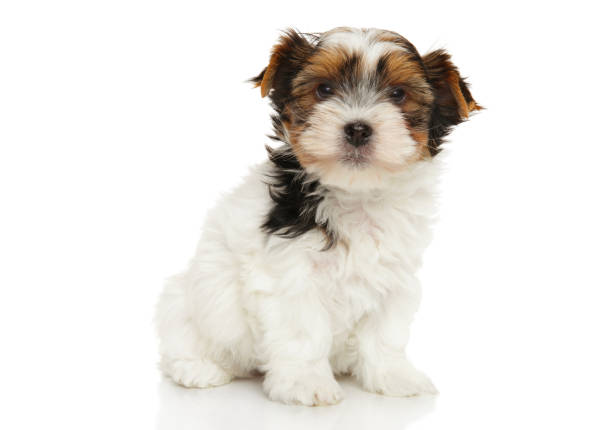 istock Bieweryork puppy on white background 932142946