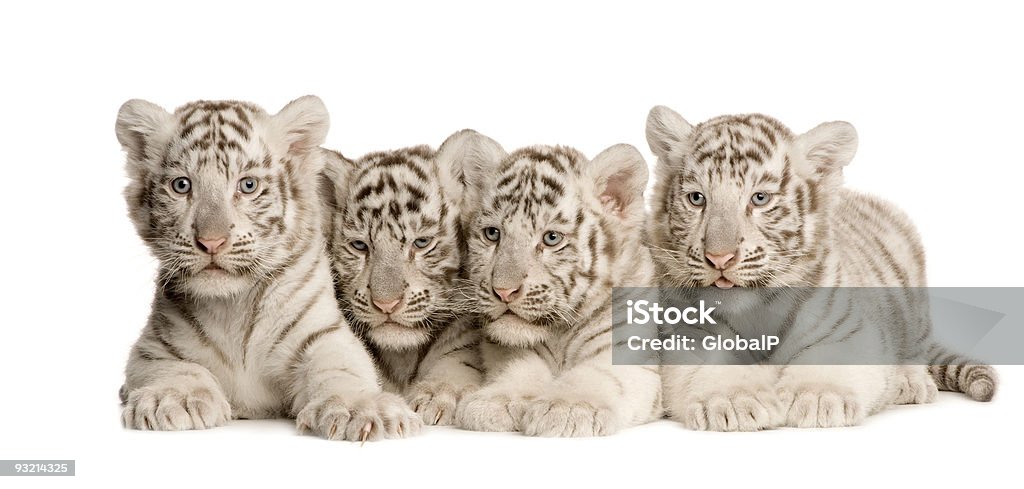 White Tiger cubs (2 months)  Cub Stock Photo