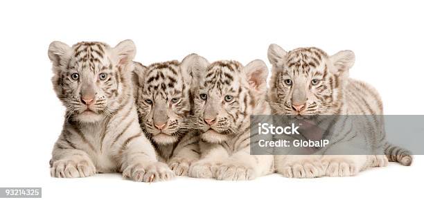 White Tiger Cubs Stock Photo - Download Image Now - Cub, Tiger, White Tiger