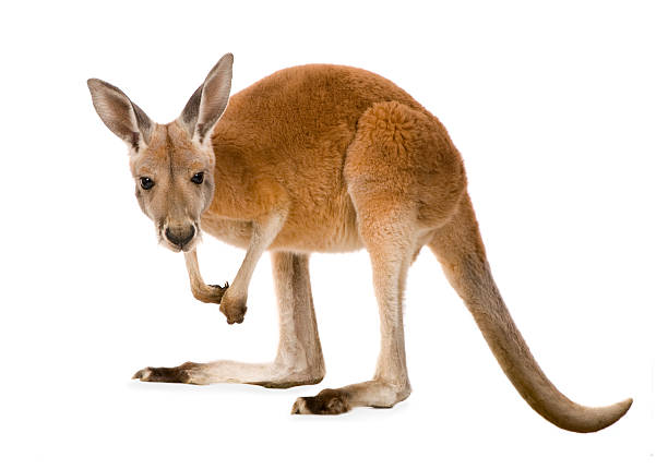 若いアカカンガルー(9 ヶ月）-macropus rufus - kangaroo ストックフォトと画像