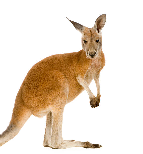 Young red kangaroo (9 months) - Macropus rufus  red kangaroo stock pictures, royalty-free photos & images