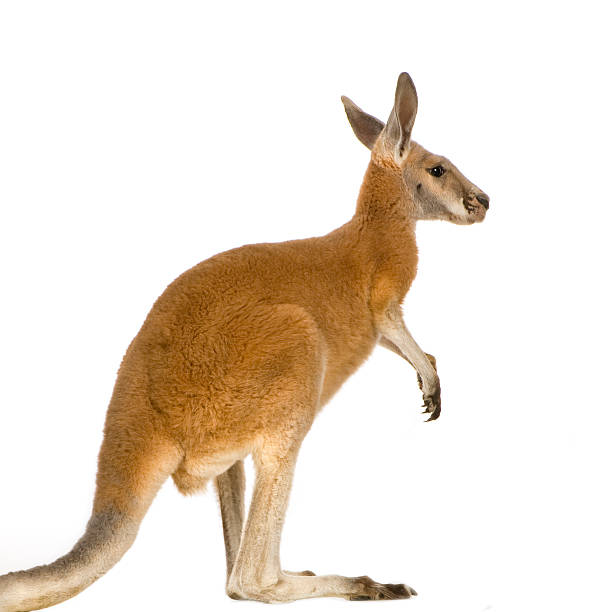 istock 9 month old young red kangaroo - Macropus Rufus 93214341