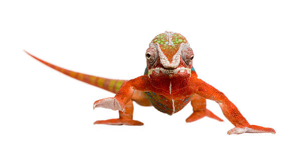 표범카멜레온 furcifer pardalis-ambilobe (18 개월 - chameleon reptile madagascar animal 뉴스 사진 이미지