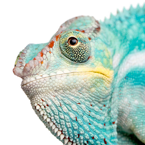 istock Young Panther Chameleon Furcifer Pardalis - Nosy Be 93214349