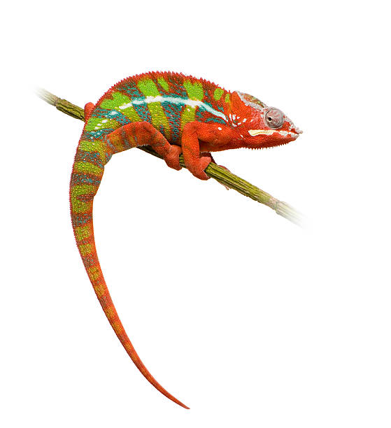 istock A very colorful striped Chameleon isolated on white 93214365