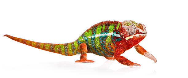 istock Chameleon Furcifer Pardalis - Ambilobe (18 months) 93214368