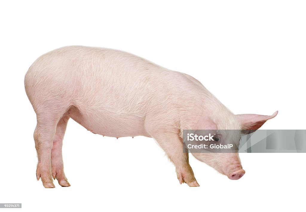 若い豚の - ブタのロイヤリティフリーストックフォト