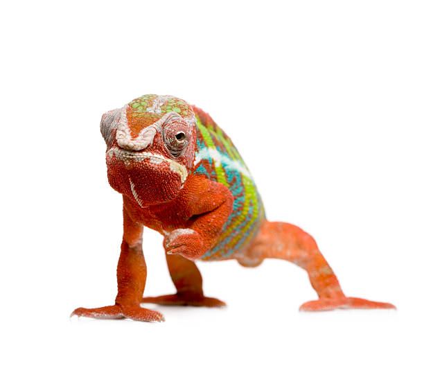 istock Panther Chameleon Furcifer Pardalis - Ambilobe (18 months) 93214372