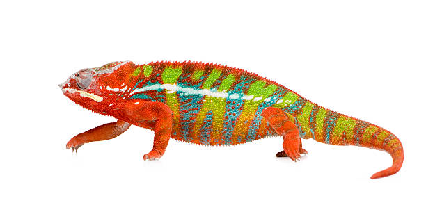 istock Panther Chameleon Furcifer Pardalis - Ambilobe (18 months) 93214373