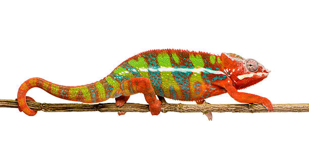 camaleón pantera furcifer pardalis-ambilobe (18 meses - chameleon fotografías e imágenes de stock