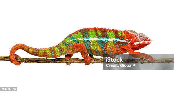 Panther Chameleon Furcifer Pardalis Ambilobe Stock Photo - Download Image Now