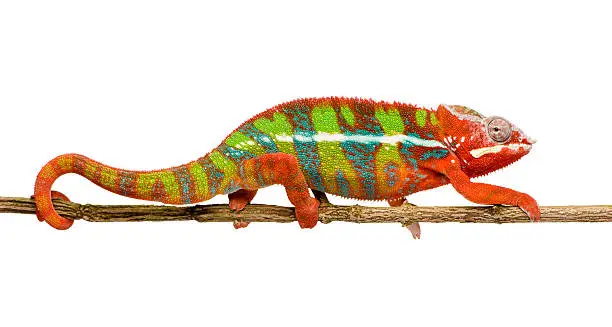 Young Panther Chameleon Furcifer Pardalis in front of a white background.