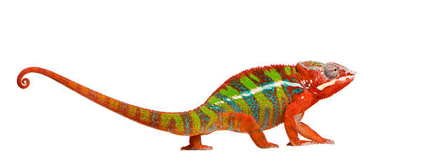Young red, green, and blue Ambilobe panther chameleon