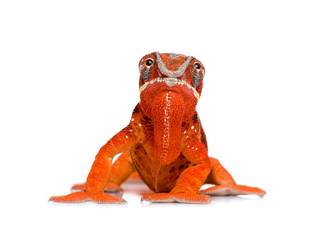 istock Panther Chameleon Furcifer Pardalis - Sambava (2 years) 93214407