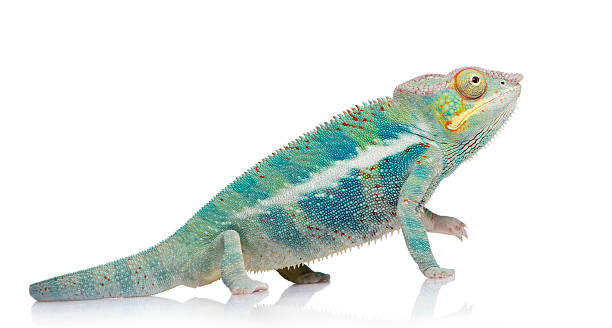 istock Young Panther Chameleon Furcifer Pardalis - Ankify (8 months) 93214409