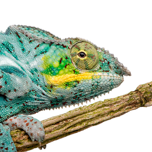 istock Panther Chameleon Furcifer Pardalis - Nosy Faly (18 months) 93214422