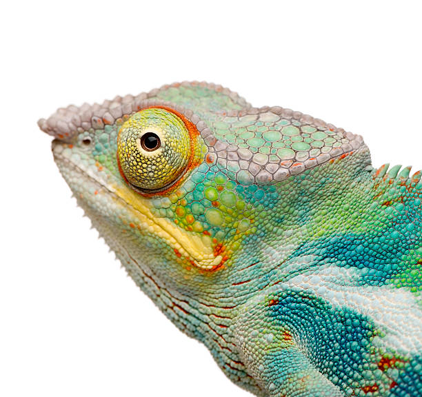 istock Young Panther Chameleon Furcifer Pardalis - Ankify (8 months) 93214426