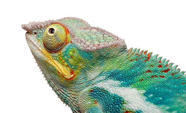 istock Young Panther Chameleon Furcifer Pardalis - Ankify (8 months) 93214427