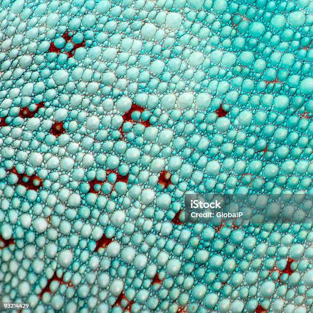 Closeup Su Una Pelle Di Rettile Colorato - Fotografie stock e altre immagini di Pelle squamosa - Pelle squamosa, Iguana, Colore nero