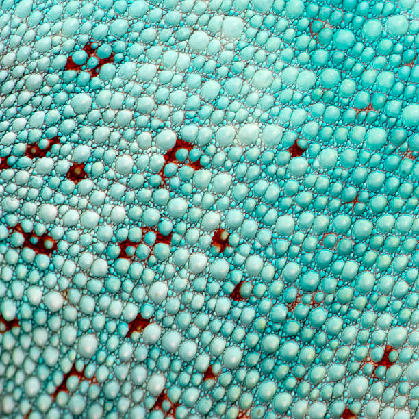 istock close-up on a colorful reptile skin 93214429