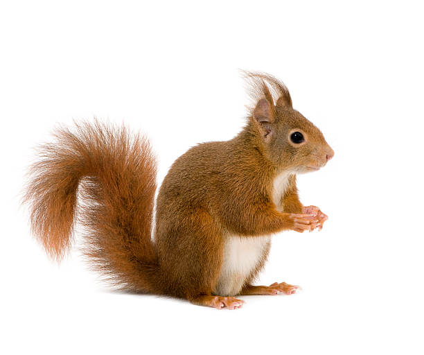 Eurasian red squirrel - Sciurus vulgaris  squirrel stock pictures, royalty-free photos & images