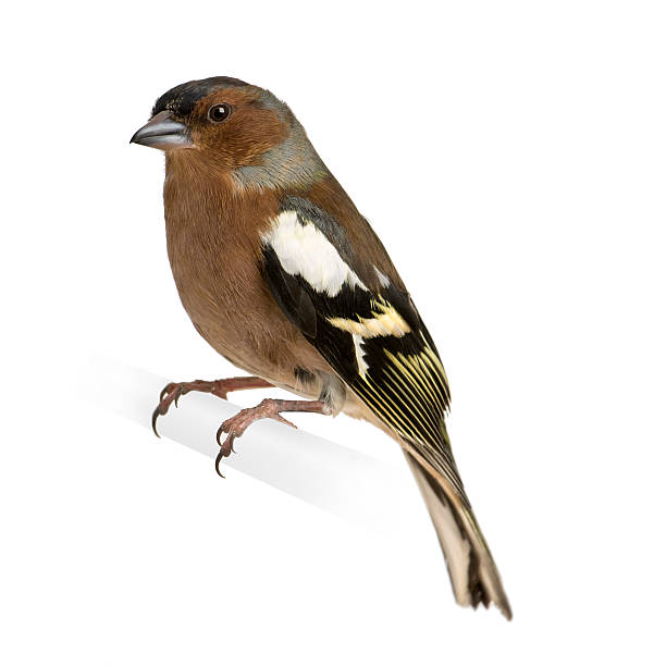 istock Chaffinch - Fringilla coelebs on its perch 93214440
