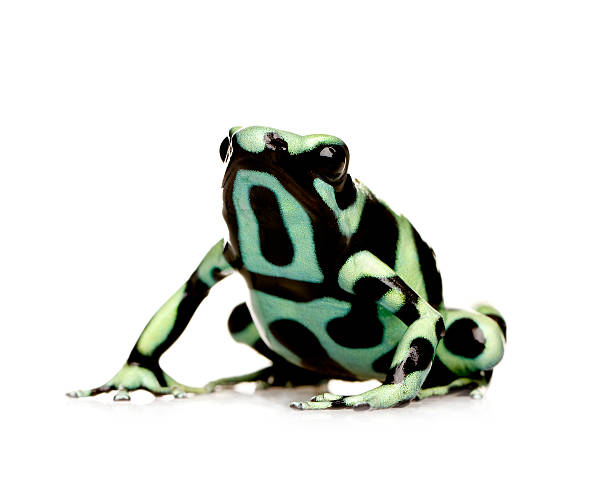 istock A green and black poison dart frog against white background 93214447