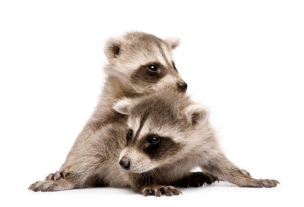 istock baby raccoon (6 weeks) - Procyon lotor 93214451