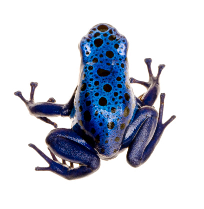 Dendrobates azureus  in front of a white background.