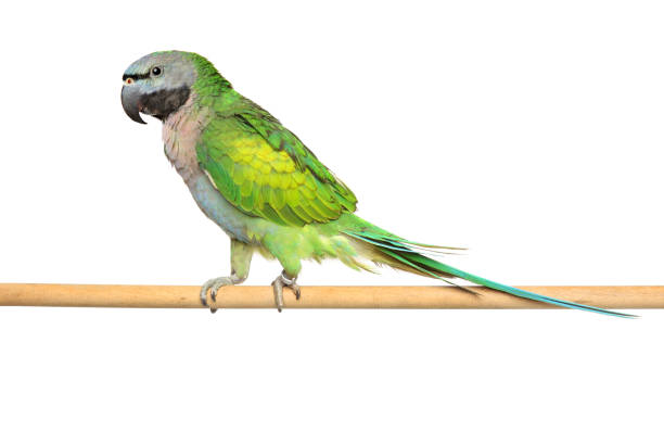 istock Derbyan parakeet on a wooden perch 932145130