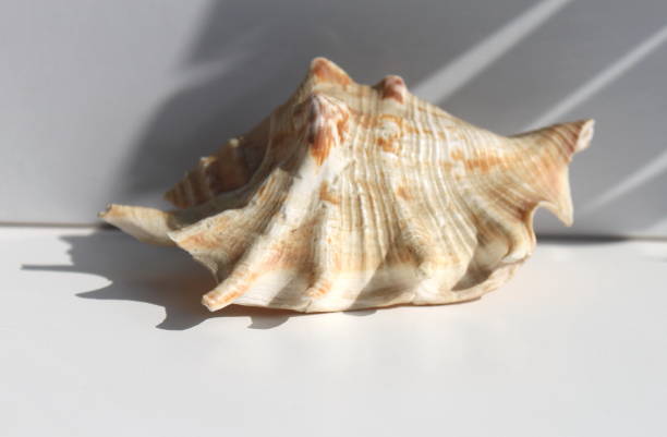 istock Beautiful seashell with beautiful shadow on white natural background 932145422