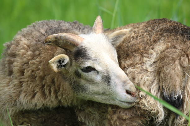 istock Close-Up Of Sheep Sitting On Field 932145488
