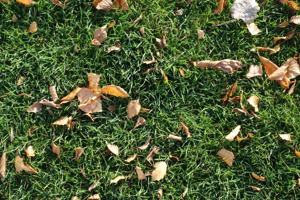 Lawn with dry fallen leaves in autumn