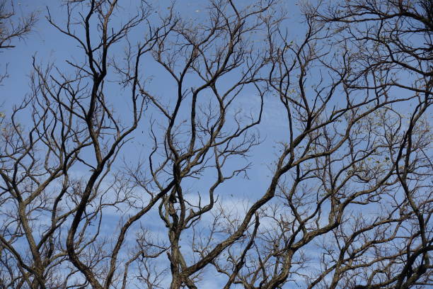 безлистные ветви черной саранчи на фоне голубого неба - locust tree black robinia стоковые фото и изображения