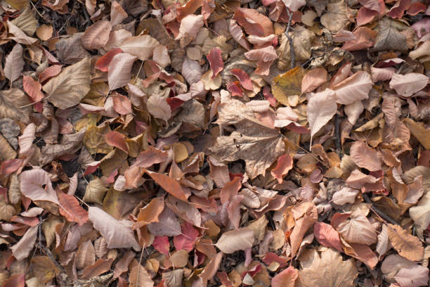 istock Quiet colors of autumn - fallen leaves background 932145924