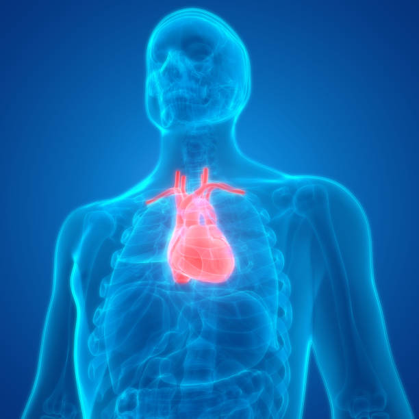 istock Human Body Organs (Heart) Anatomy. 3D 932146274