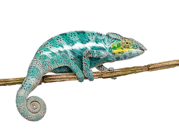 istock Panther Chameleon Furcifer Pardalis - Nosy Faly (18 months) 93214668