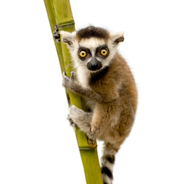 ワオキツネザル（6 週間）-lemur_catta - キツネザル ストックフォトと画像