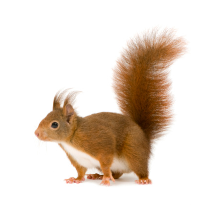 Eurasian red squirrel - Sciurus vulgaris (2 years) in front of a white background.